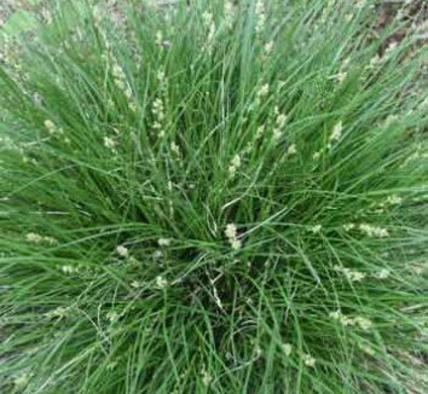 Carex divulsa "Berkeley Sedge" from our grower