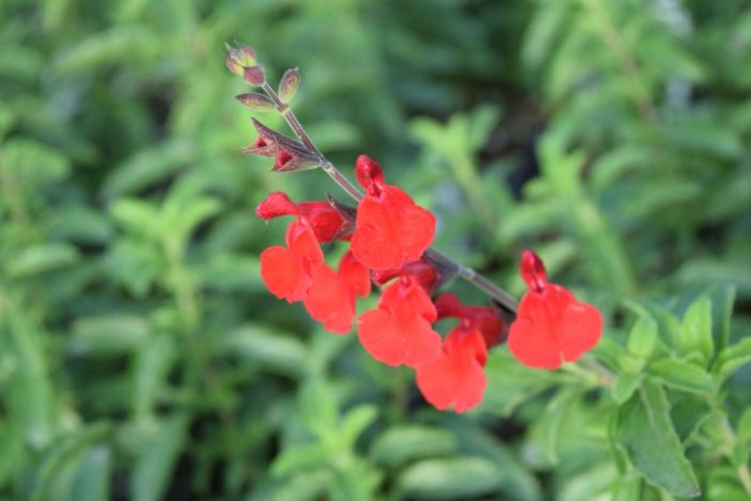 Salvia g. 'Radio Red' from our grower