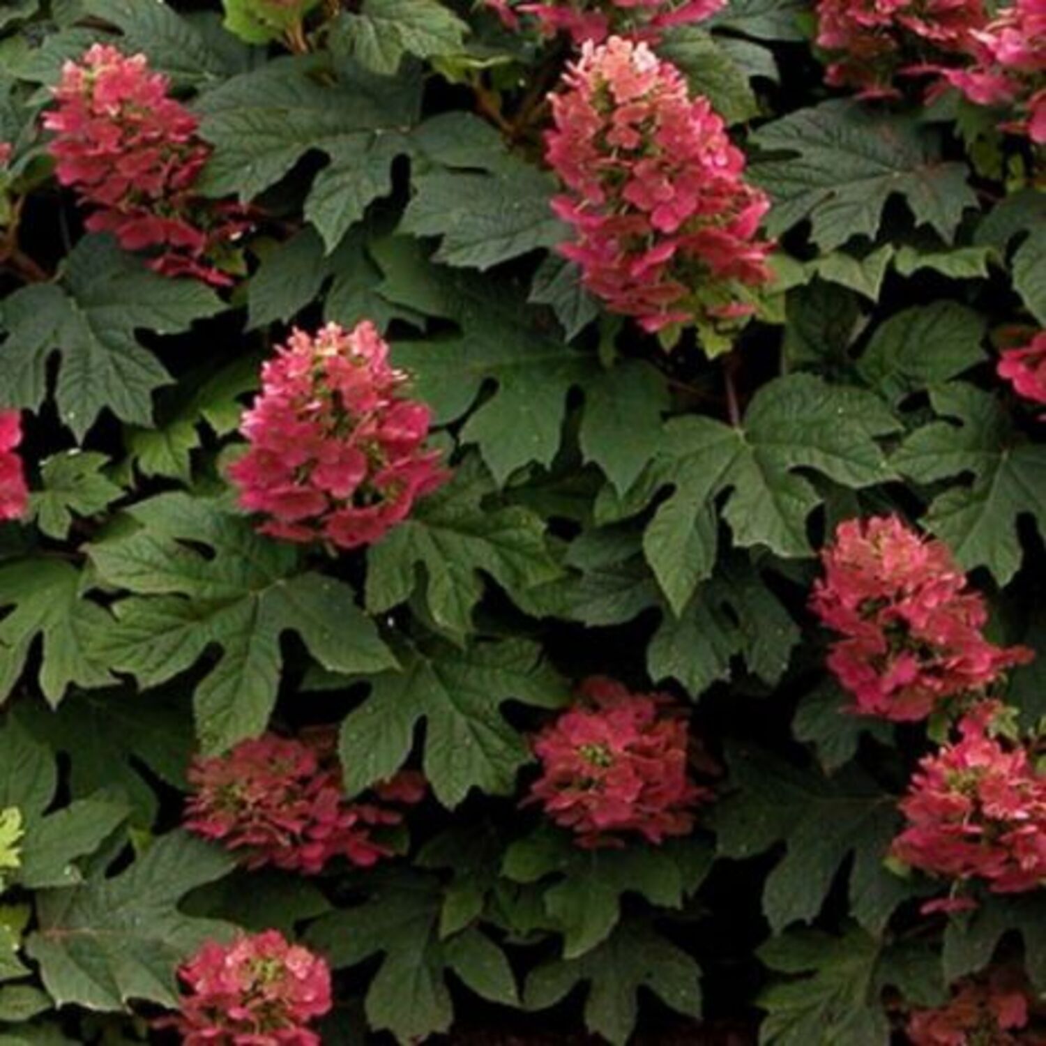 Hydrangea q. 'Ruby Slippers' from our grower