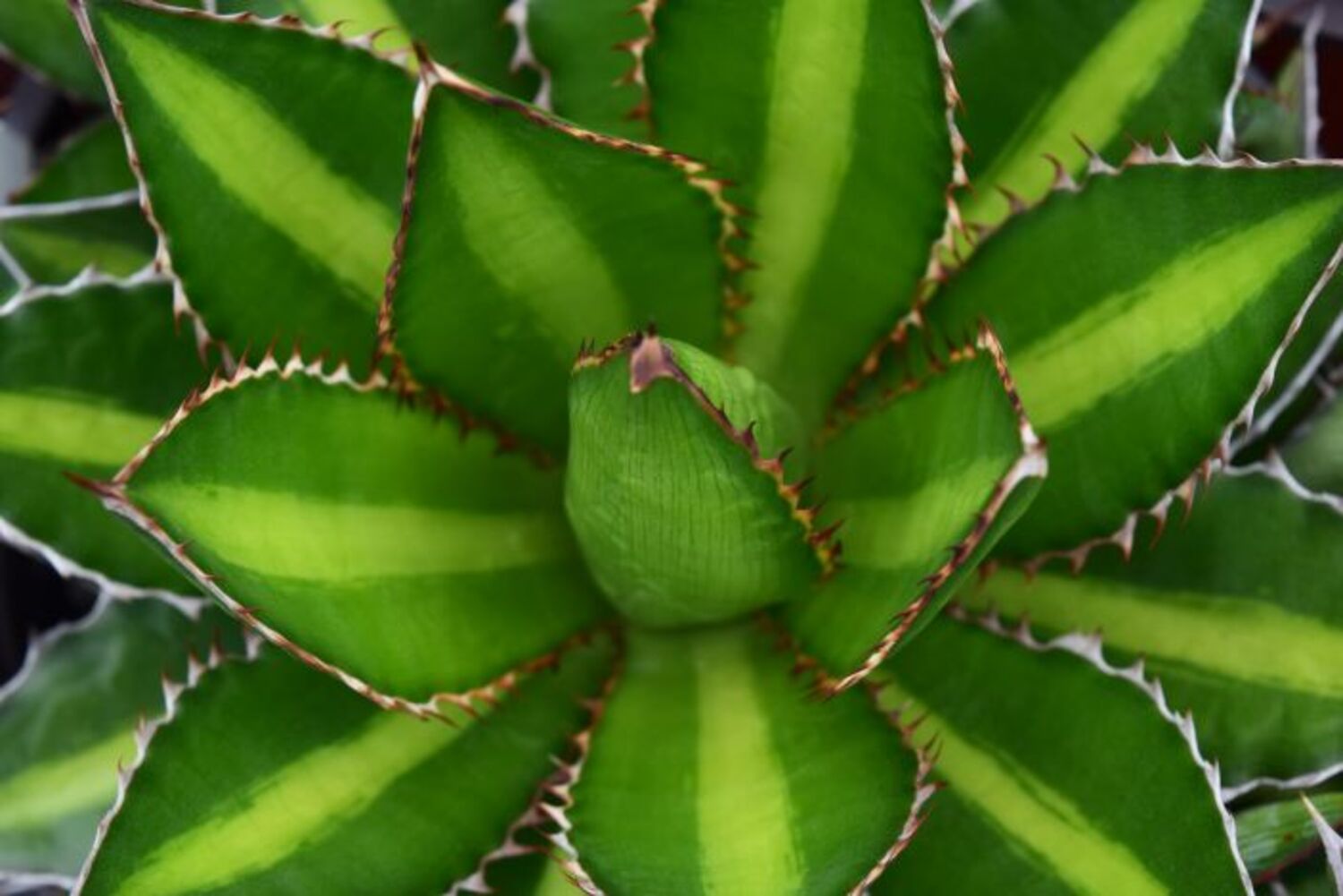 Agave lophantha 'Splendida' (7b) from our grower
