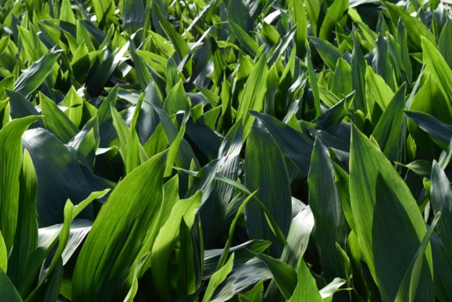 Aspidistra e. "Cast Iron Plant" from our grower