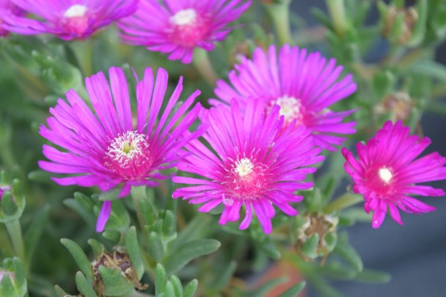 Delosperma cooperii (5b) from our grower