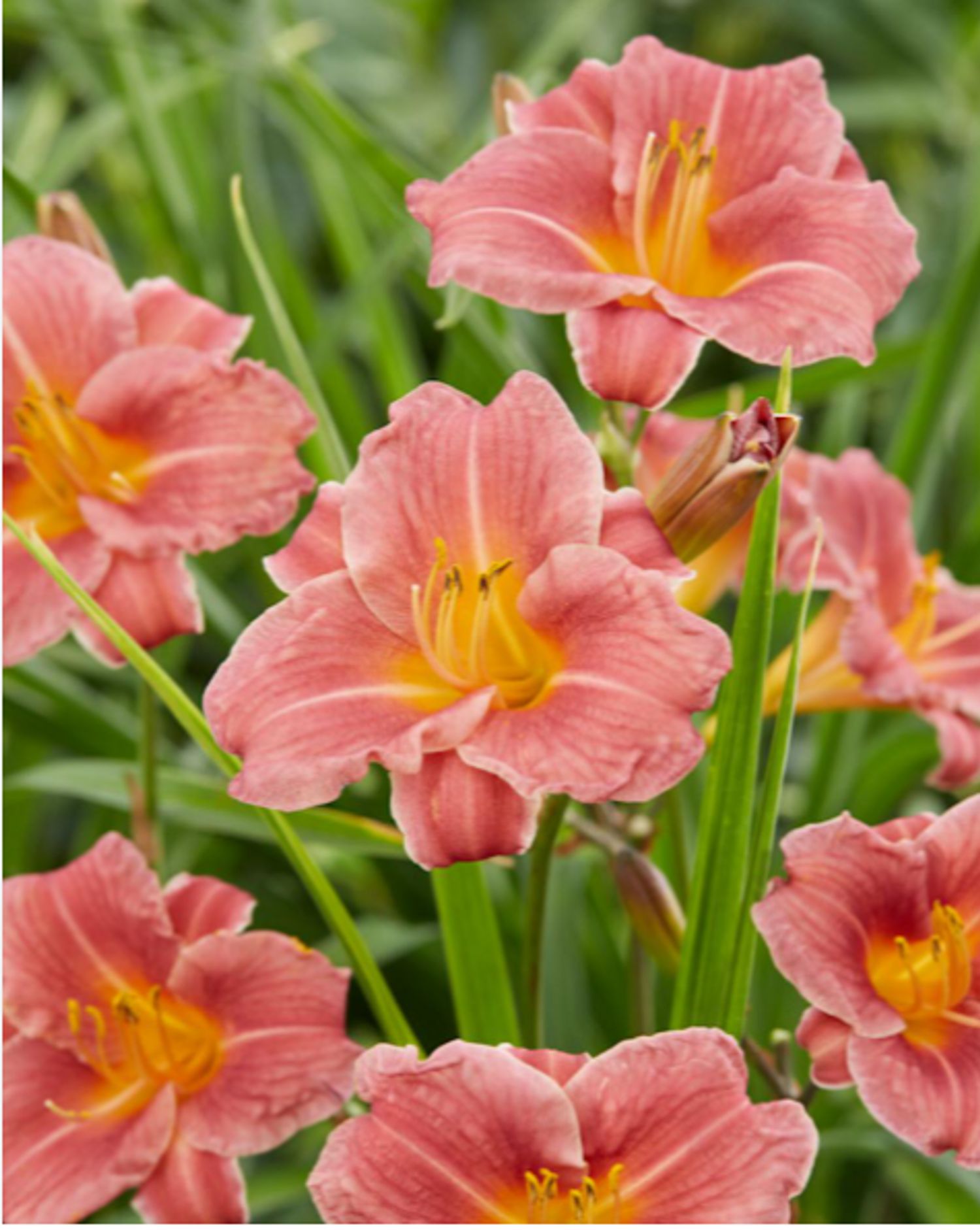 Hem. 'Endlesslily® Coral' from our grower