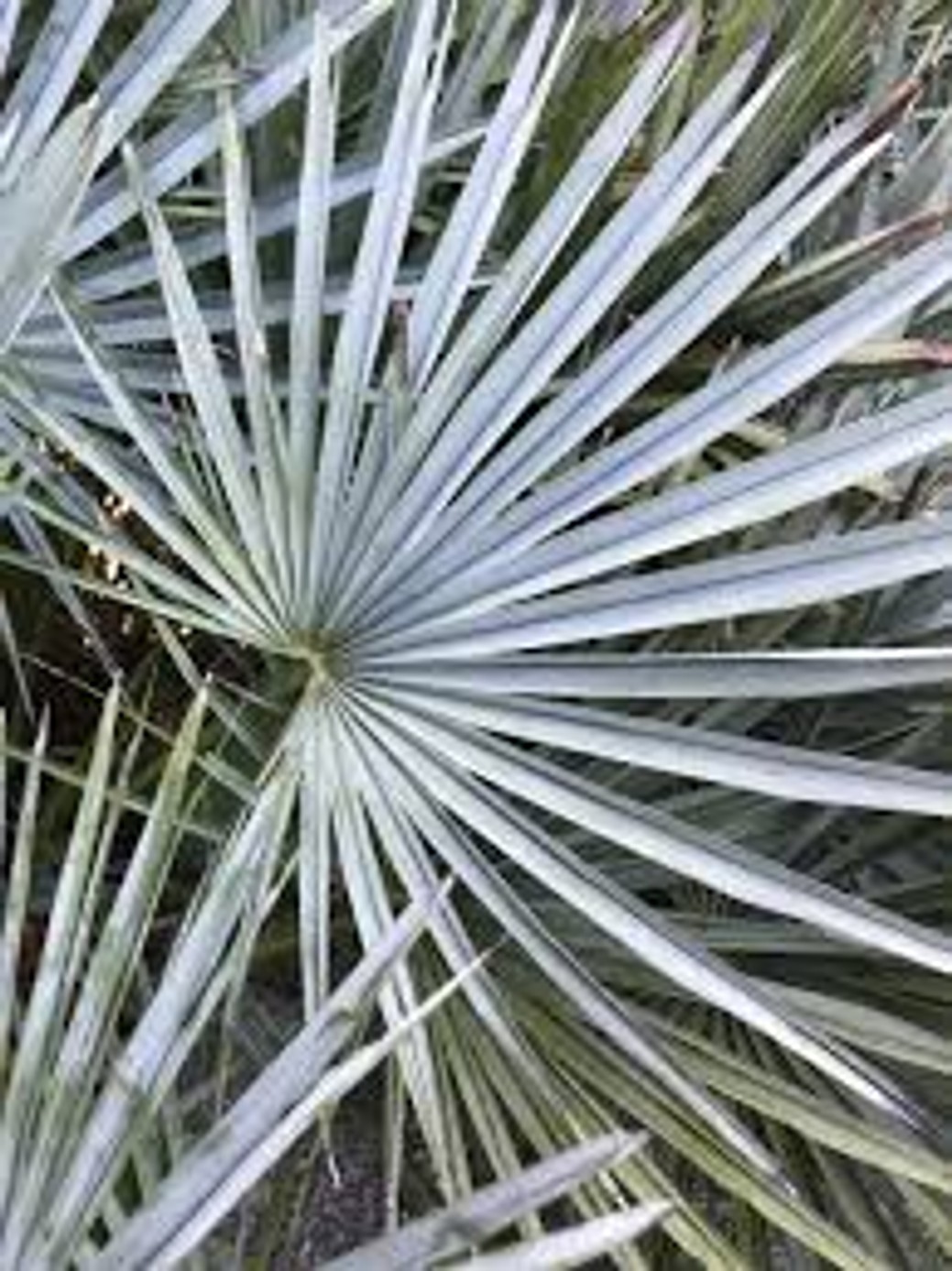Chamaerops humilis var. 'Cerifera' from our grower