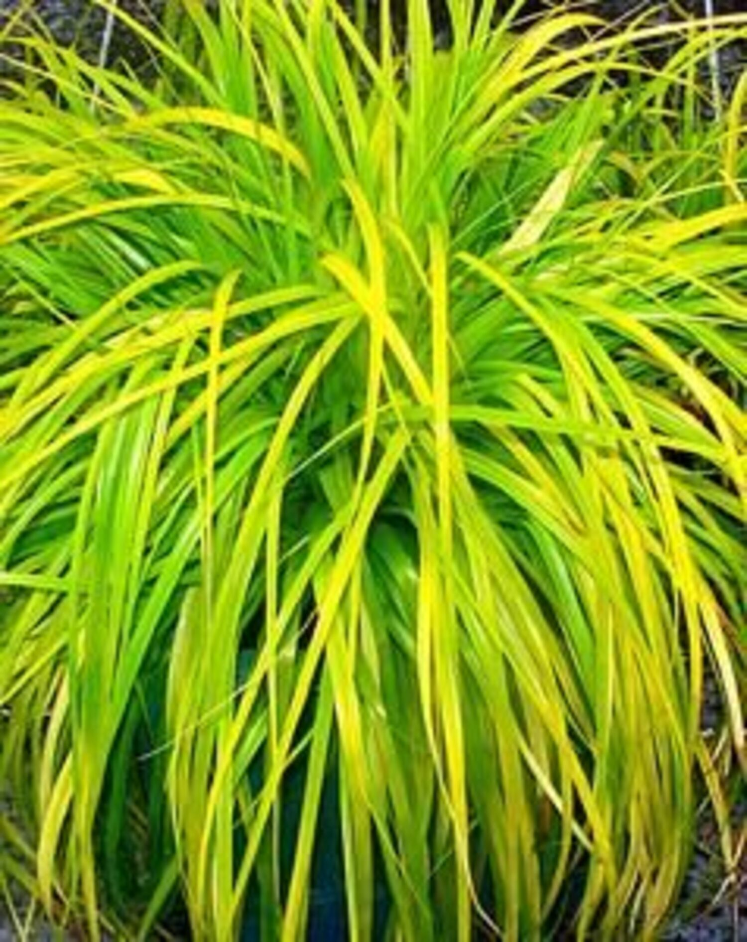 Carex 'Evercolor Everillo' from our grower