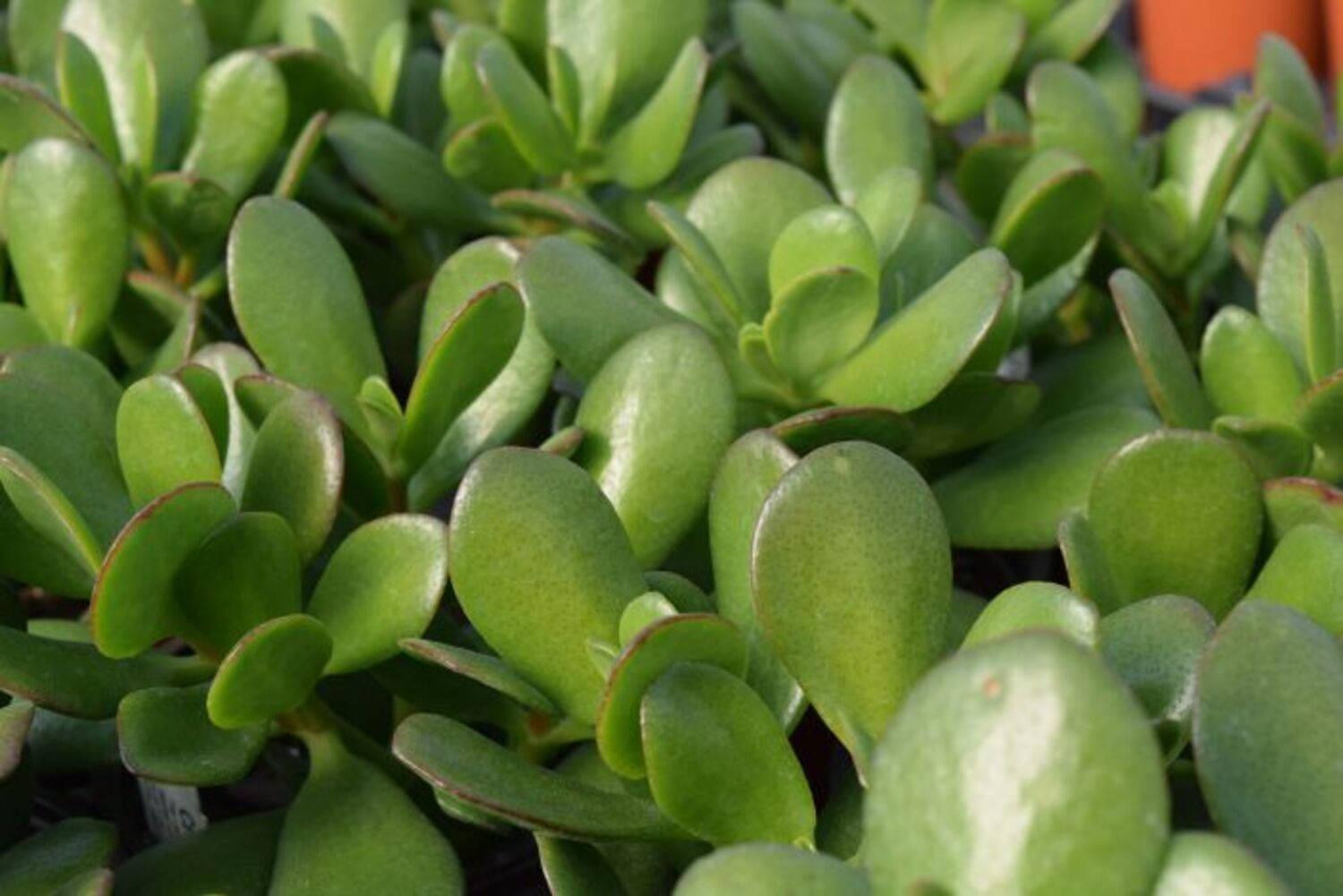 Crassula ovata (11) from our grower