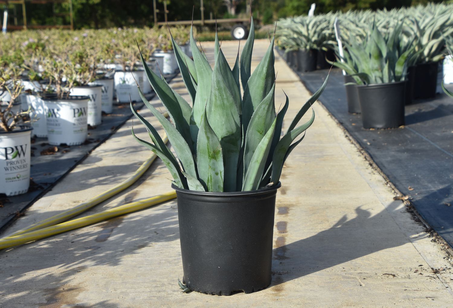 Agave weberi 'Blue' from our grower