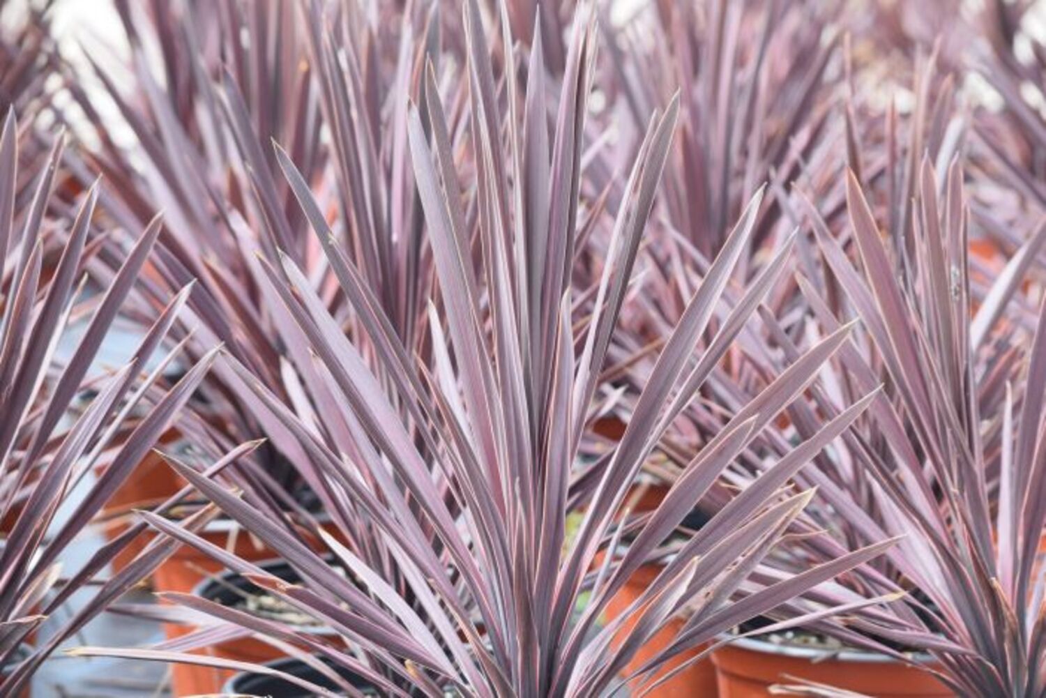 Cordyline a. 'Red Sensation' from our grower