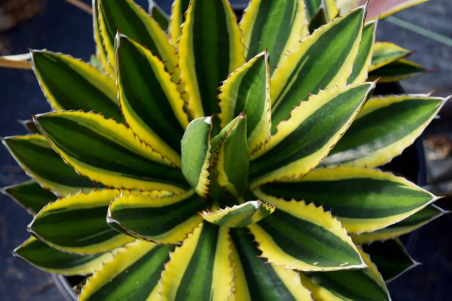 Agave lophantha 'Quadricolor' (8a) from our grower