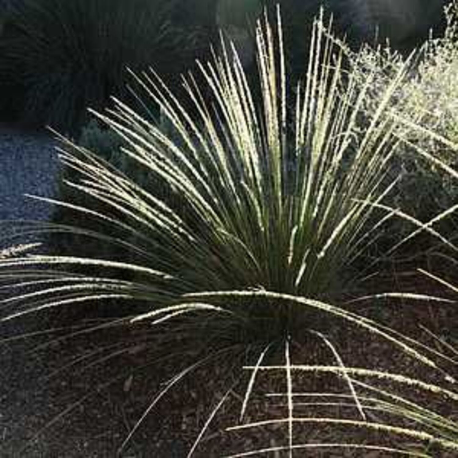 Muhlenbergia dubia from our grower