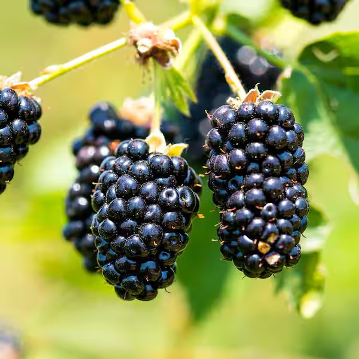 Rubus f. 'Arapaho' "Blackberry Thornless" from our grower