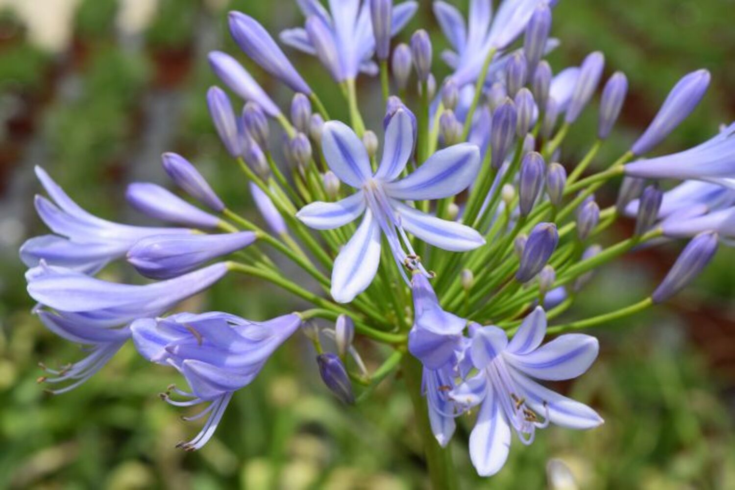 Agapanthus africanus from our grower
