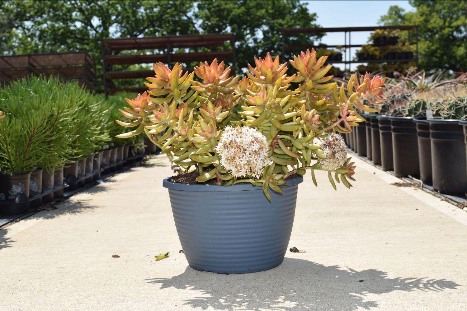 Sedum nussbaumerianum (9b) from our grower