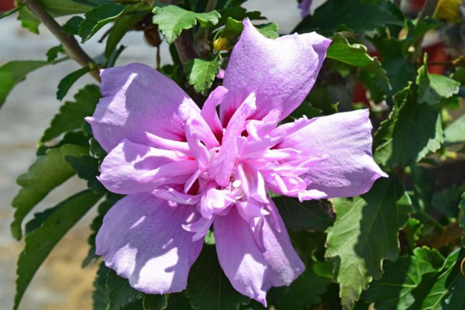 Hibiscus s.'Ardens dbl. Violet' "Rose of Sharon" from our grower