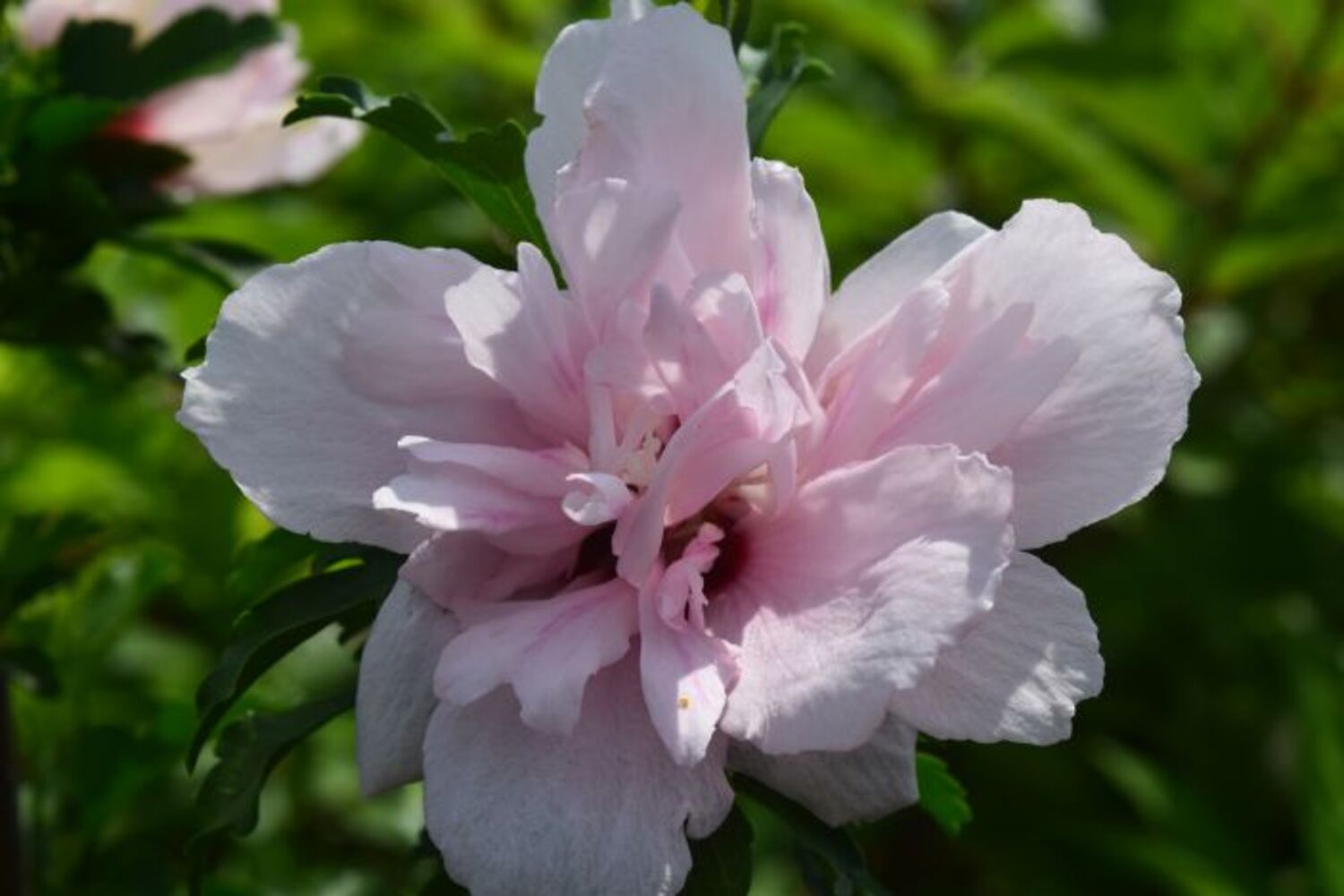Hibiscus s.'Pink Wine Center' from our grower