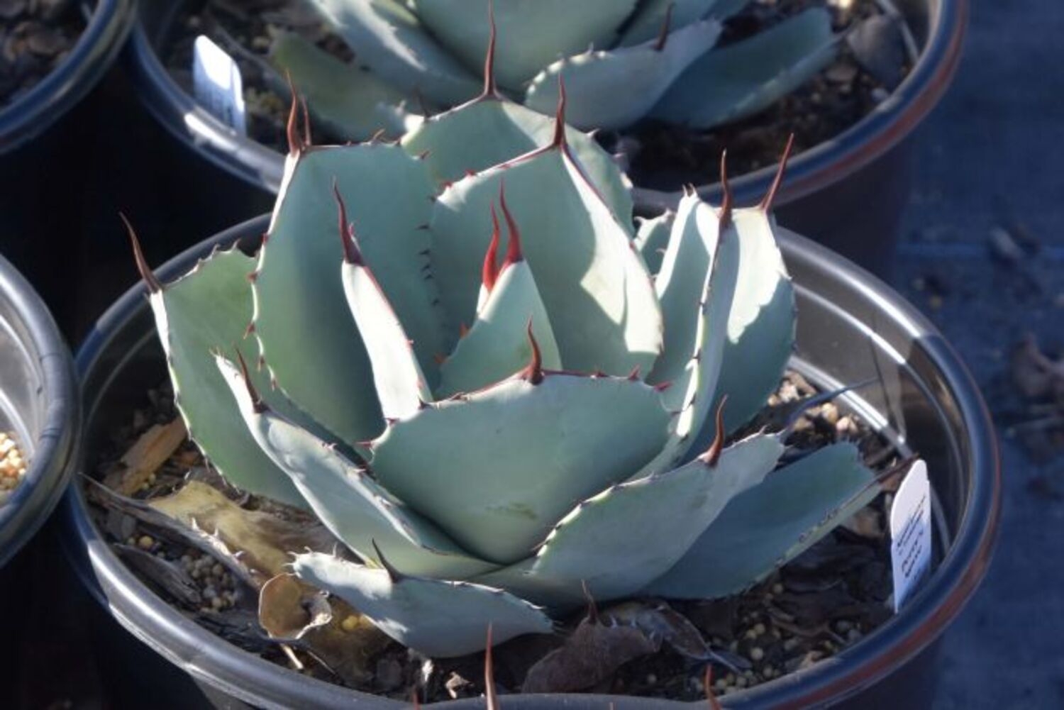 Agave parryi v. truncata (8a) from our grower