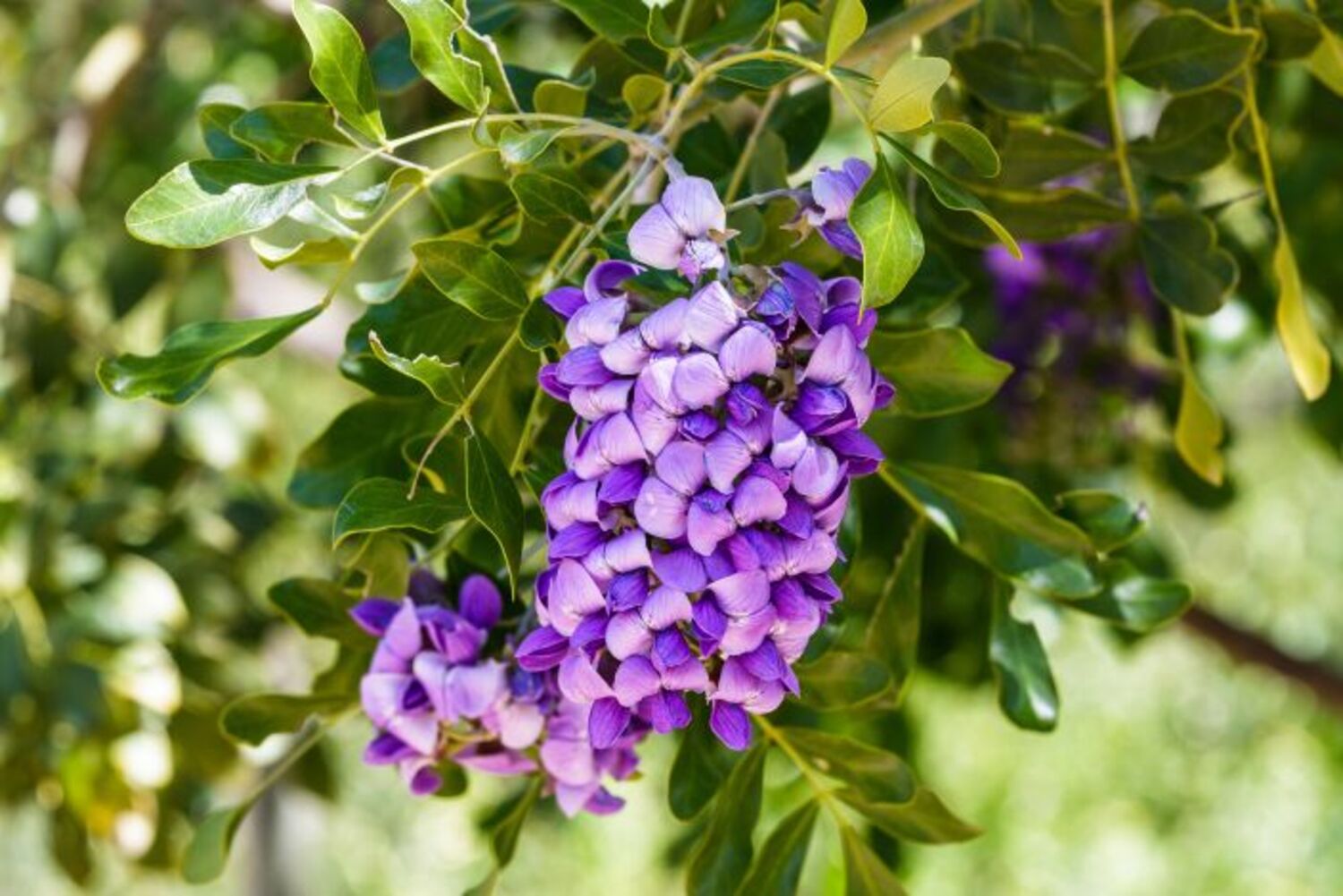 Sophora s. "Texas Mountain Laurel" from our grower
