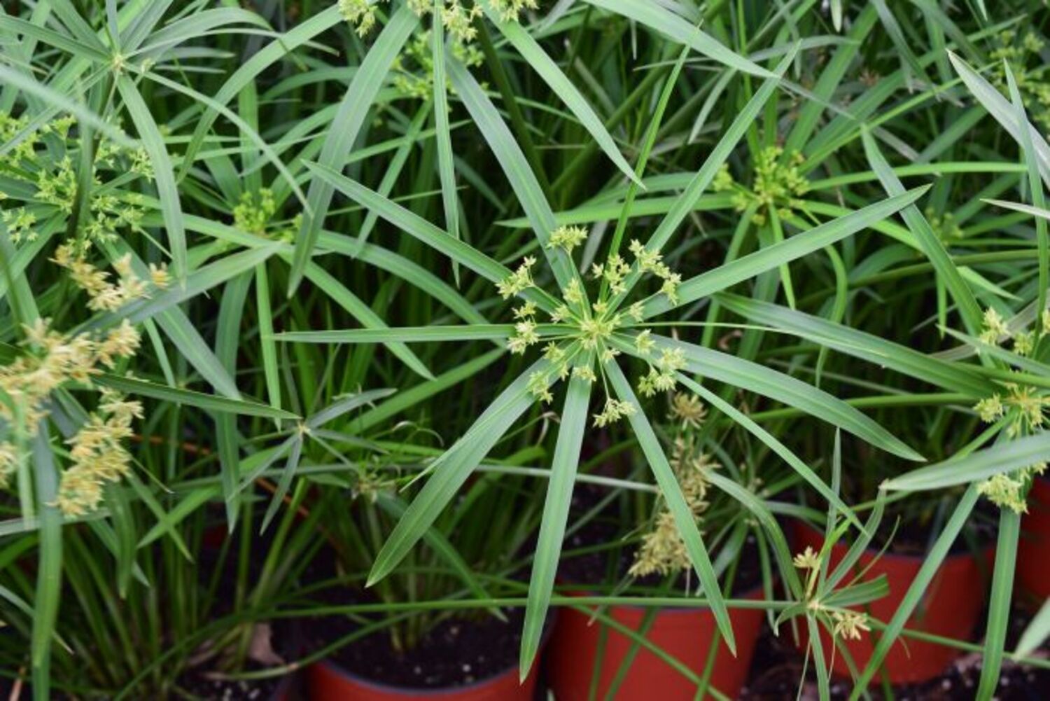Cyperus a. "Umbrella Plant" from our grower