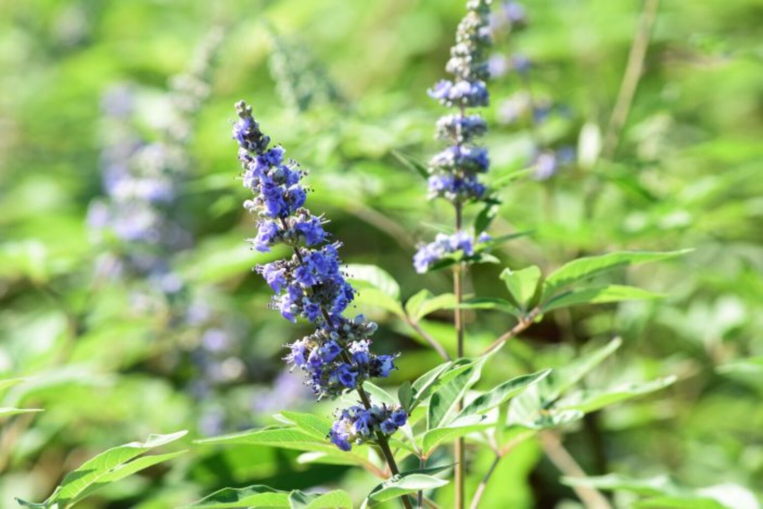 Vitex 'Shoal Creek' from our grower