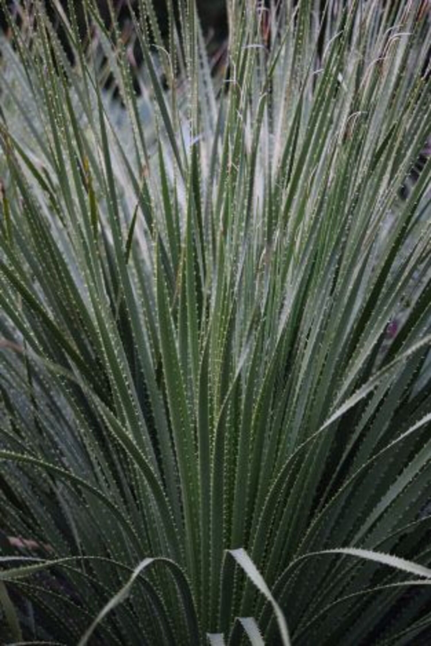 Dasylirion texanum (7a) from our grower