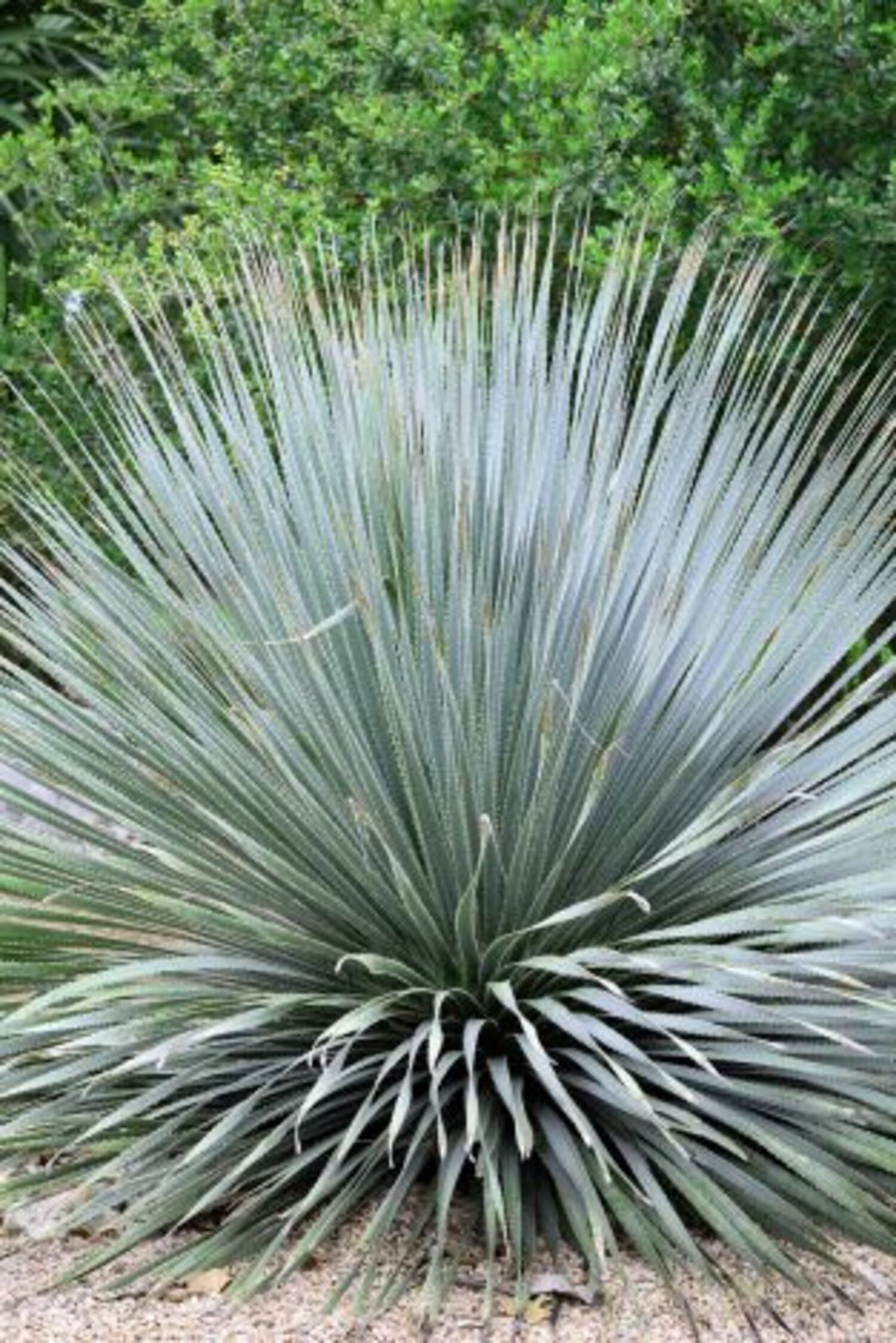 Dasylirion wheeleri (7b) from our grower
