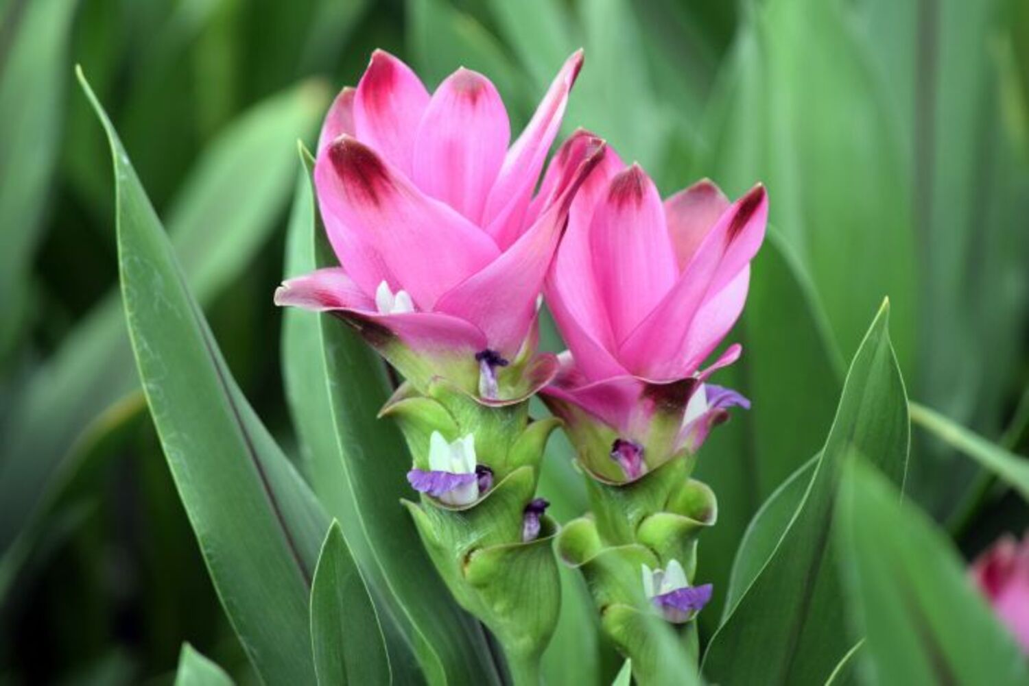 Curcuma Siam™ 'Splash' from our grower