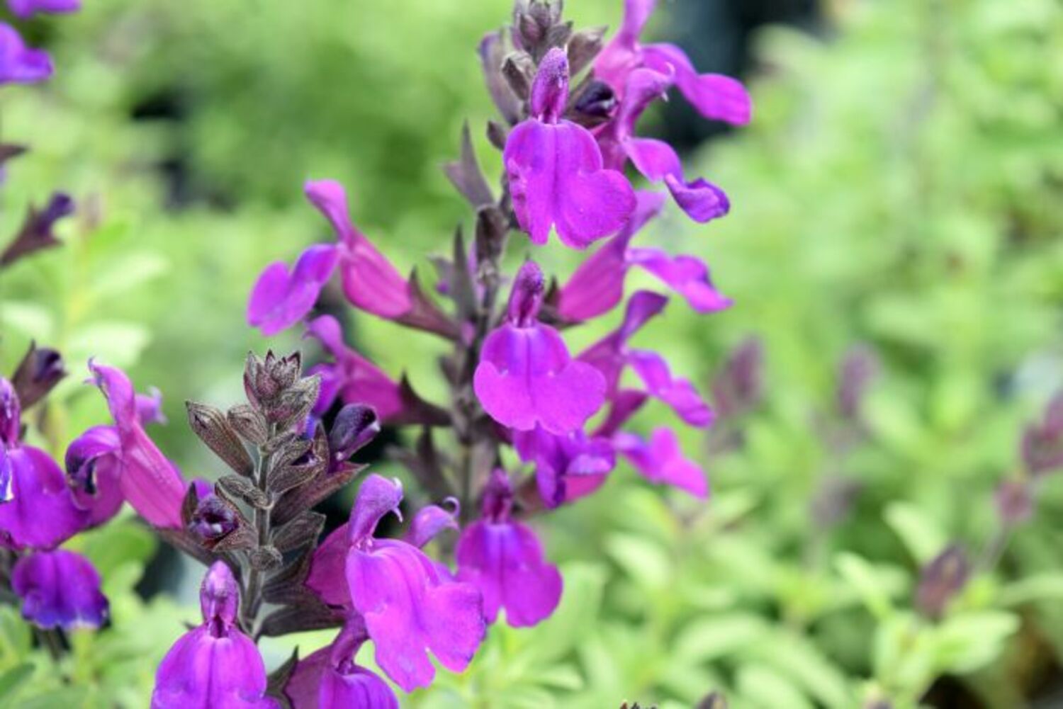 Salvia g. 'Mirage™ Deep Purple' from our grower