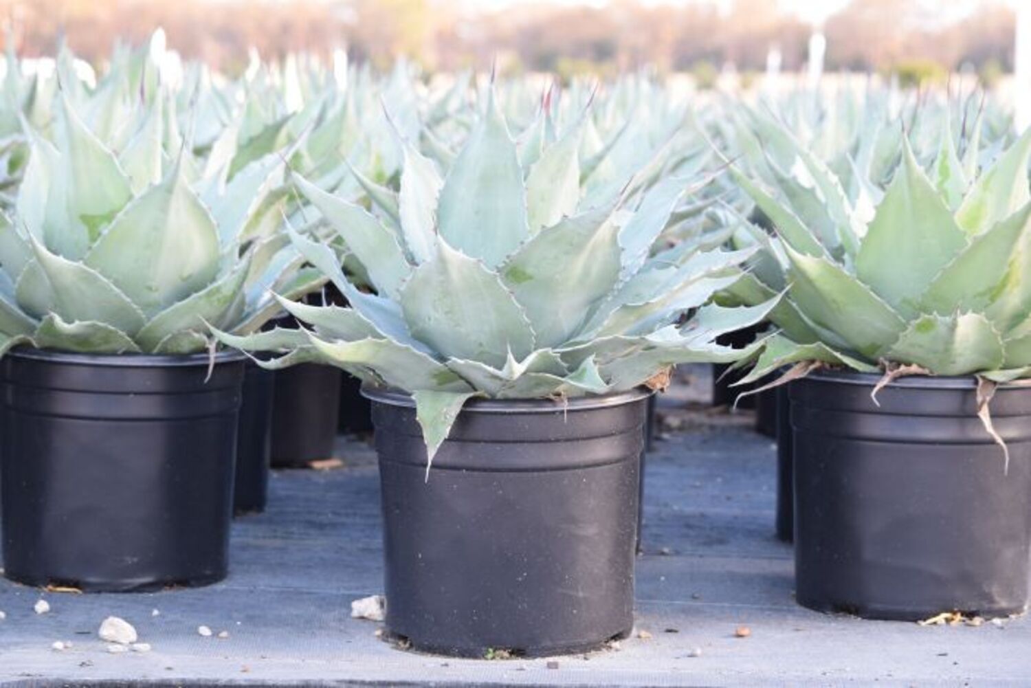 Agave o. 'Vanzie' (7b) from our grower
