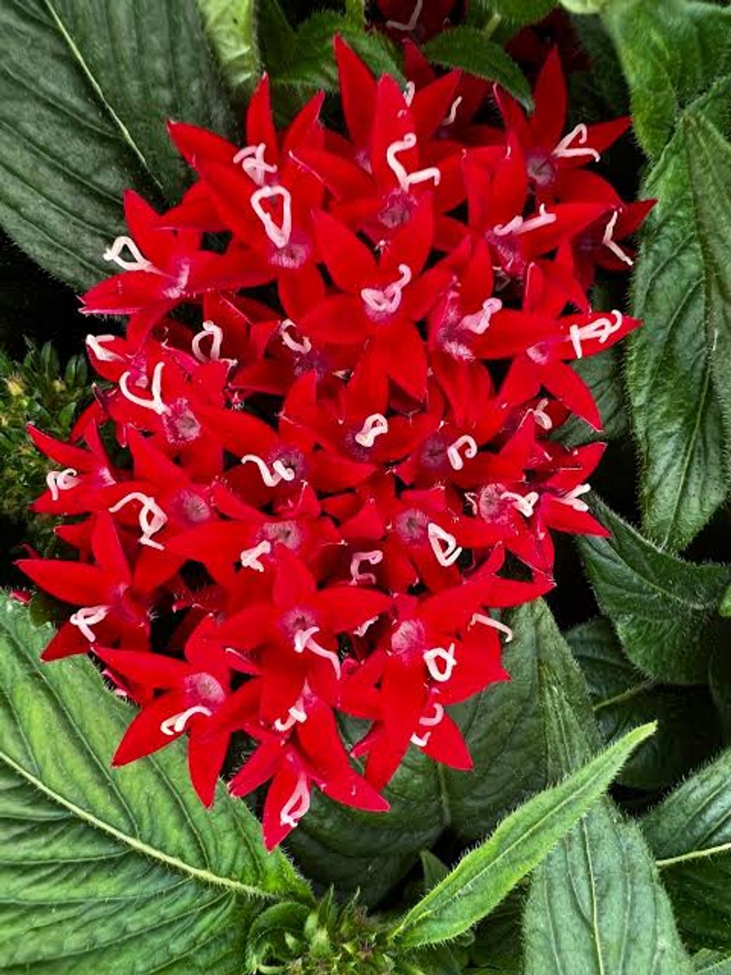 Pentas 'Streetart Red' from our grower