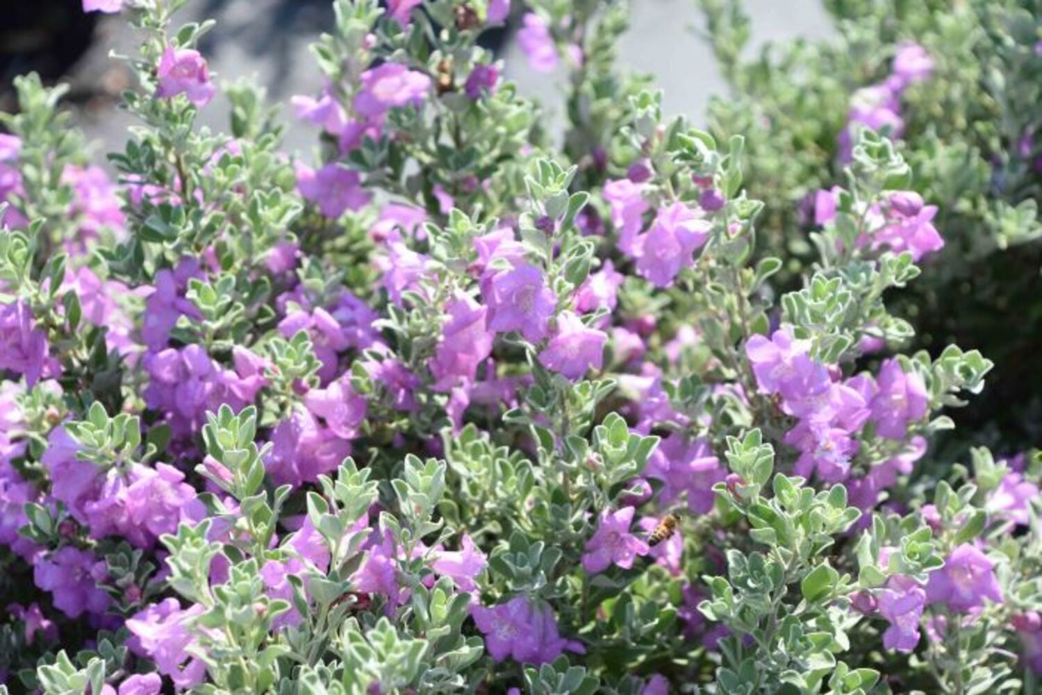 Leucophyllum 'Greado'  "TX Sage" from our grower
