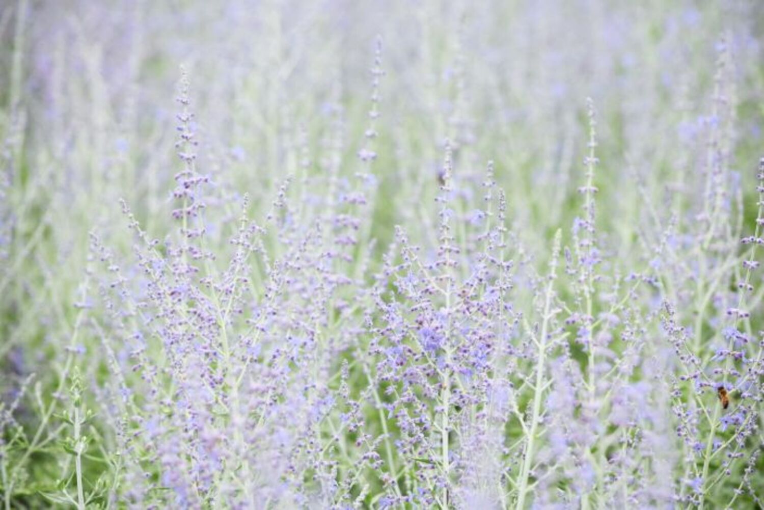 Perovskia a. "Russian Sage" from our grower