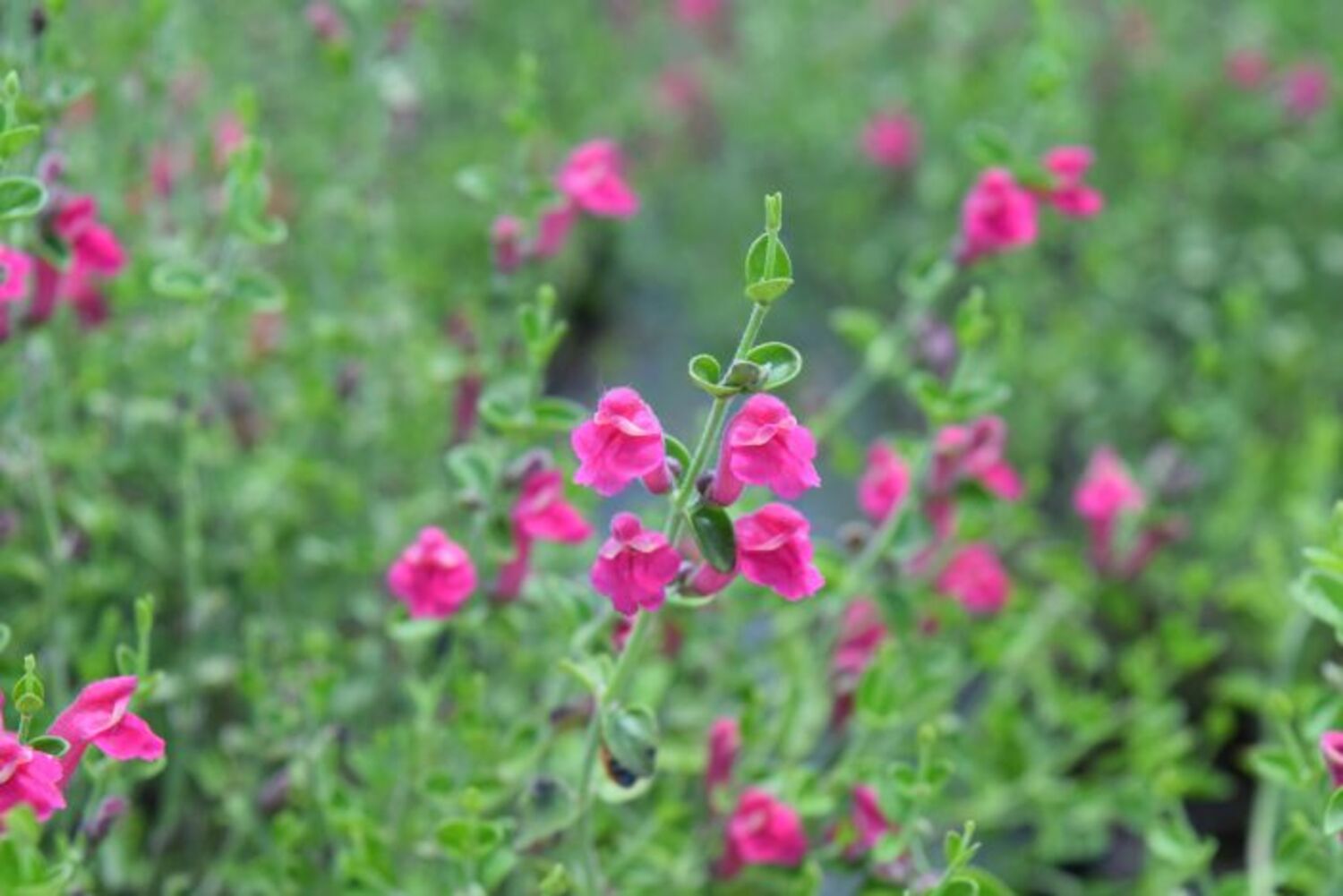 Scutellaria s. "Skullcap" from our grower