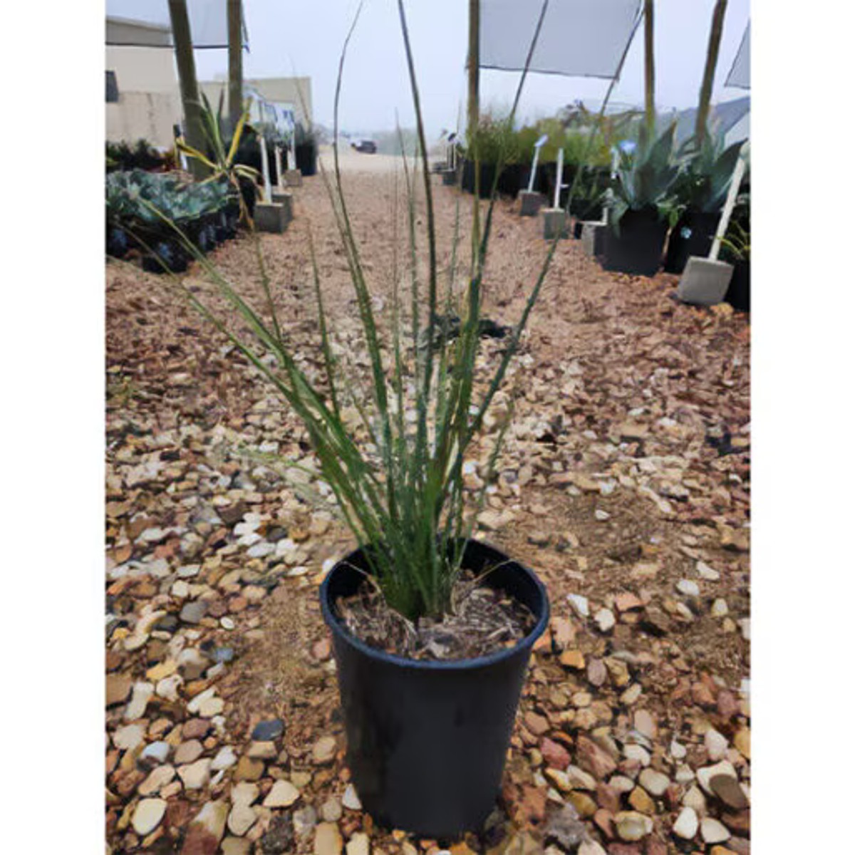 Hesperaloe funifera (6) from our grower