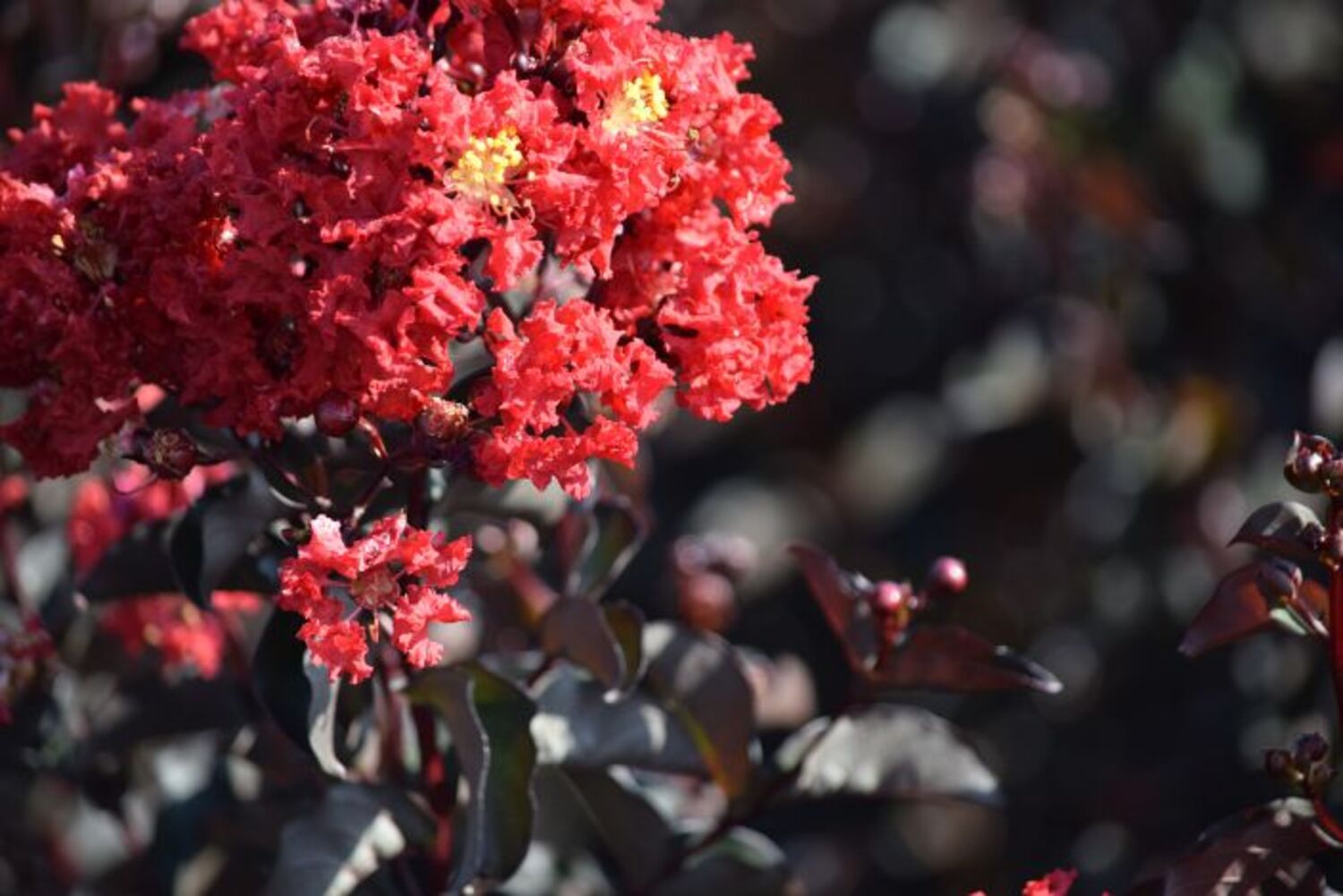 Lagerstroemia 'Ebony Fire' from our grower
