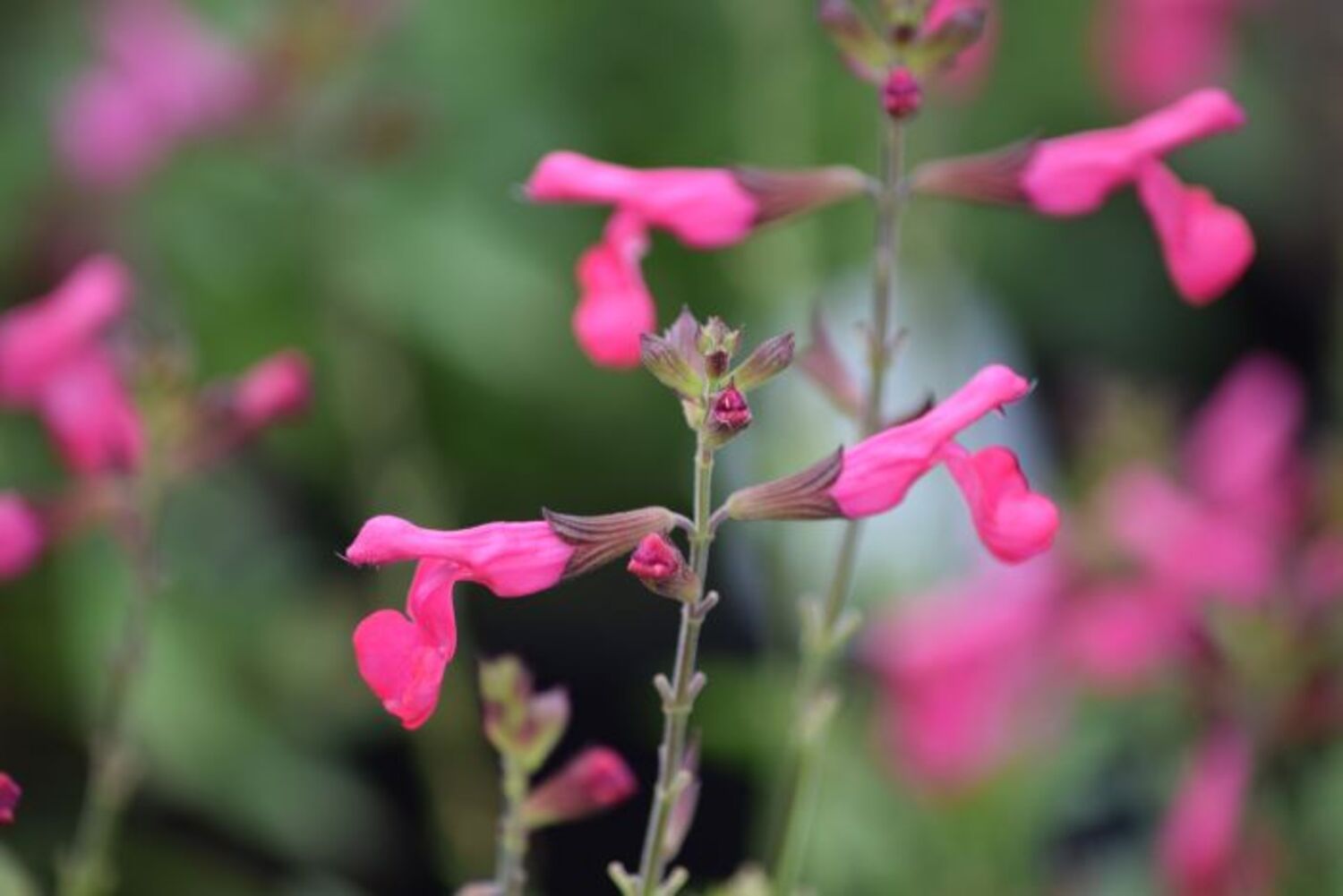 Salvia g. 'Mirage™ Hot Pink' from our grower