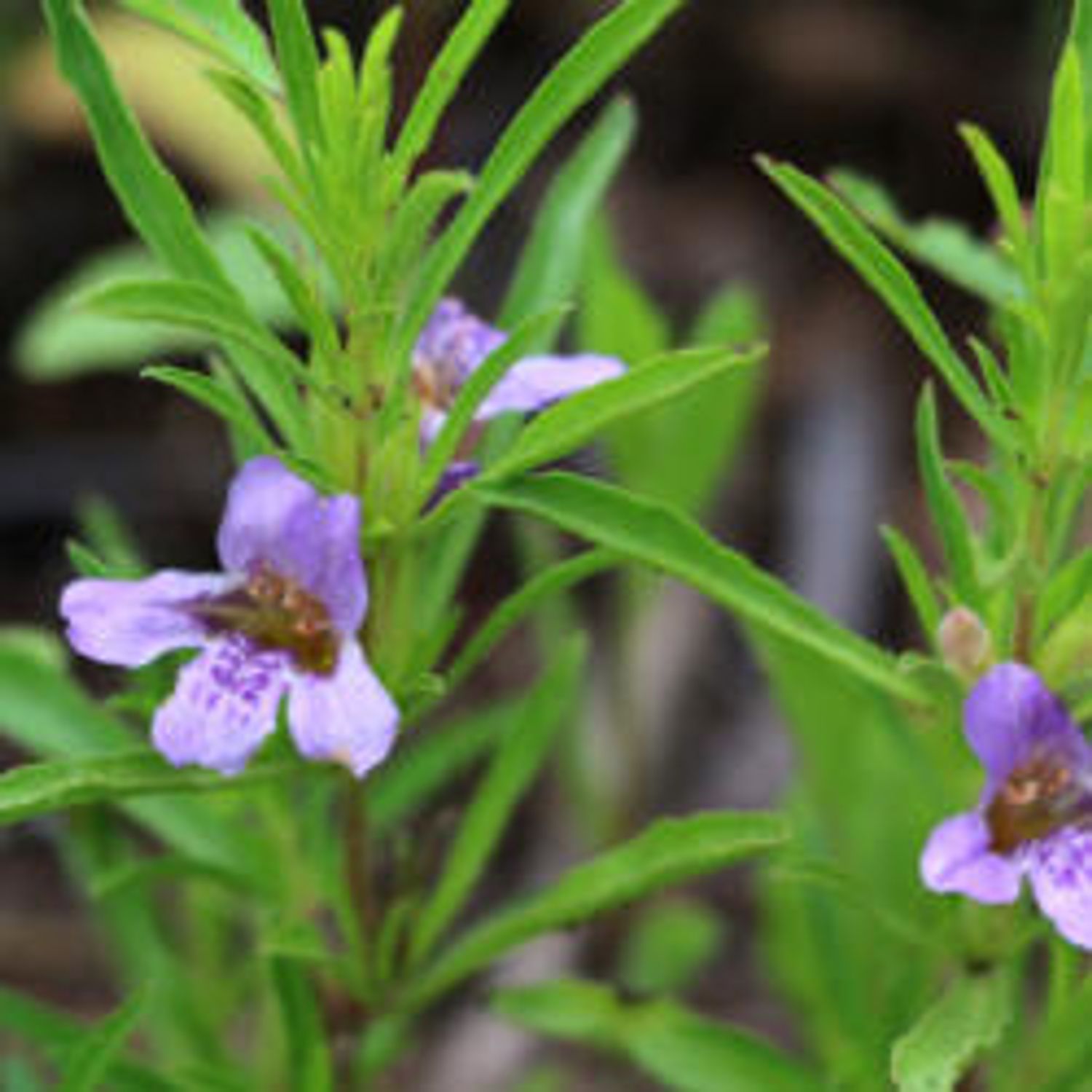 Dyschoriste linearis 'Thin Leaf' "Snake Herb" from our grower