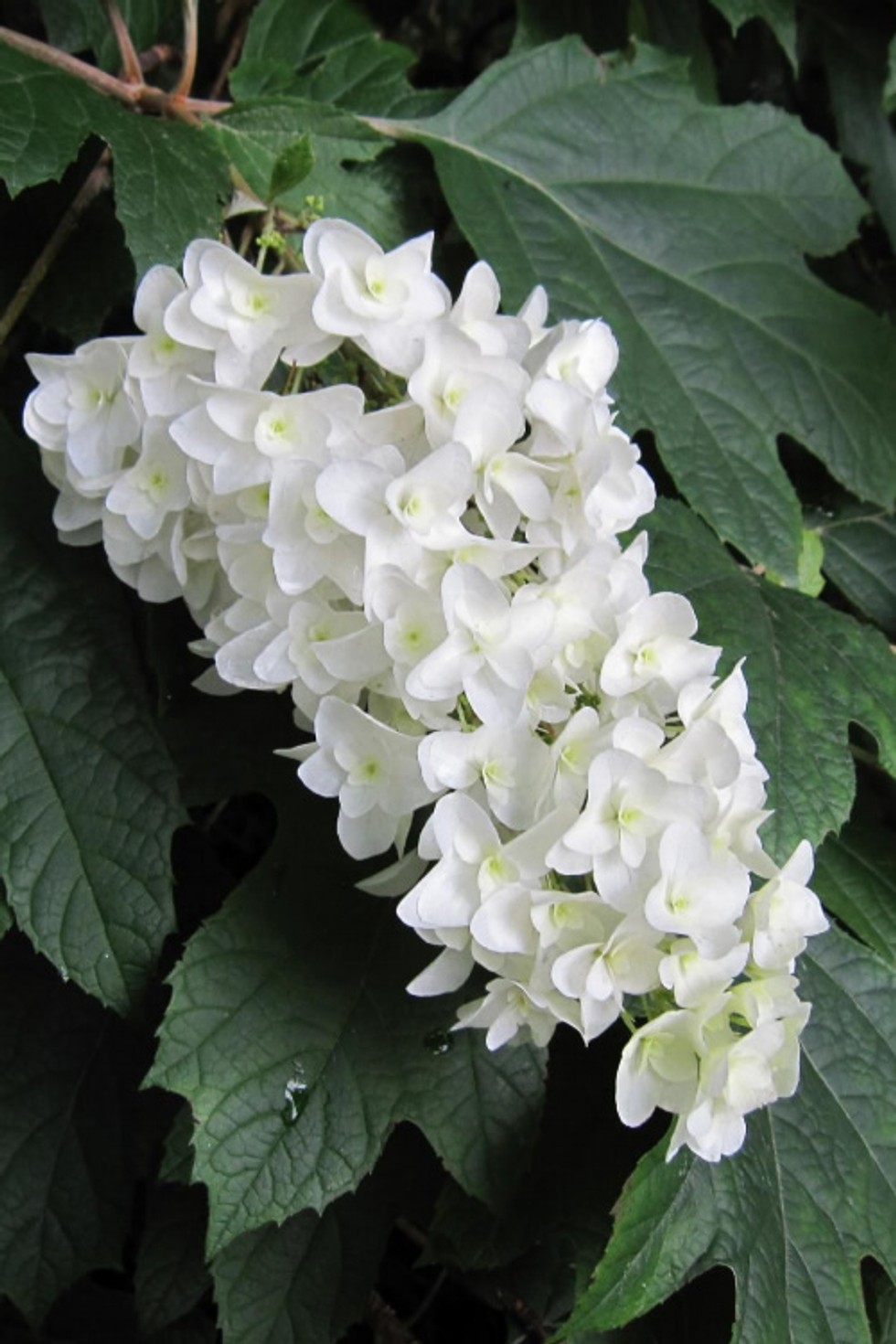 Hydrangea q. 'Snow Flake' from our grower