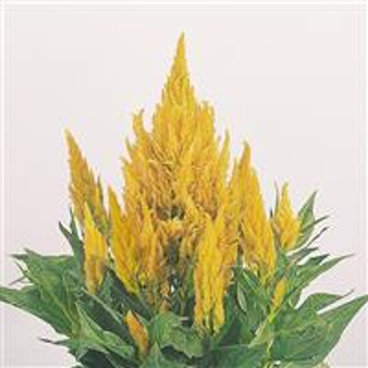 Celosia 'Fresh Look Yellow' from our grower