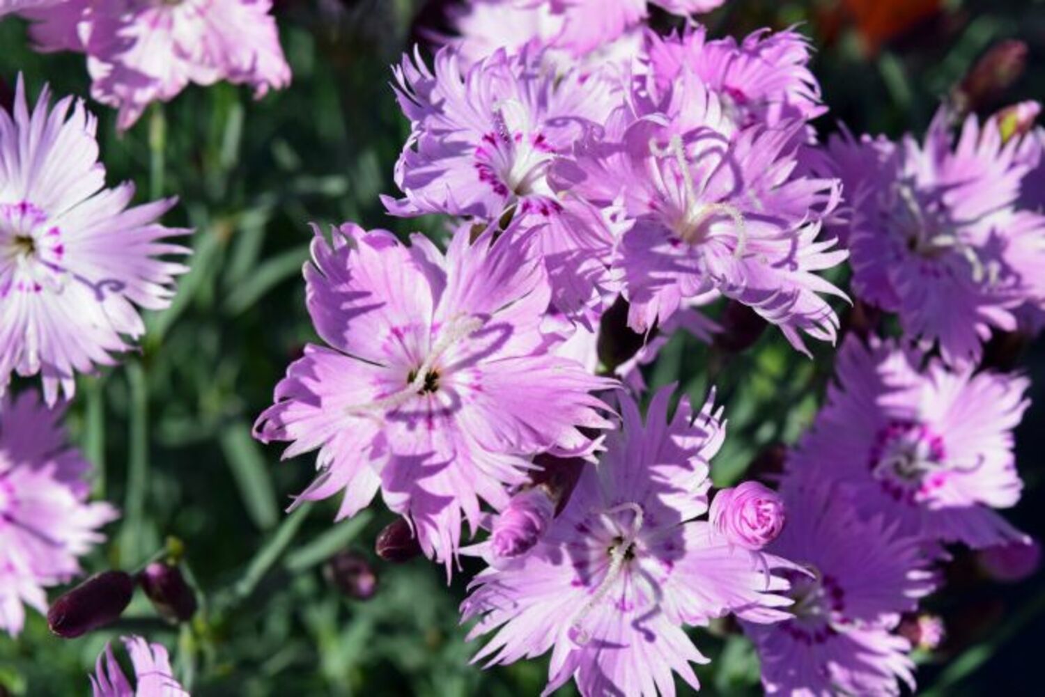 Dianthus g. 'Bath's Pink' from our grower