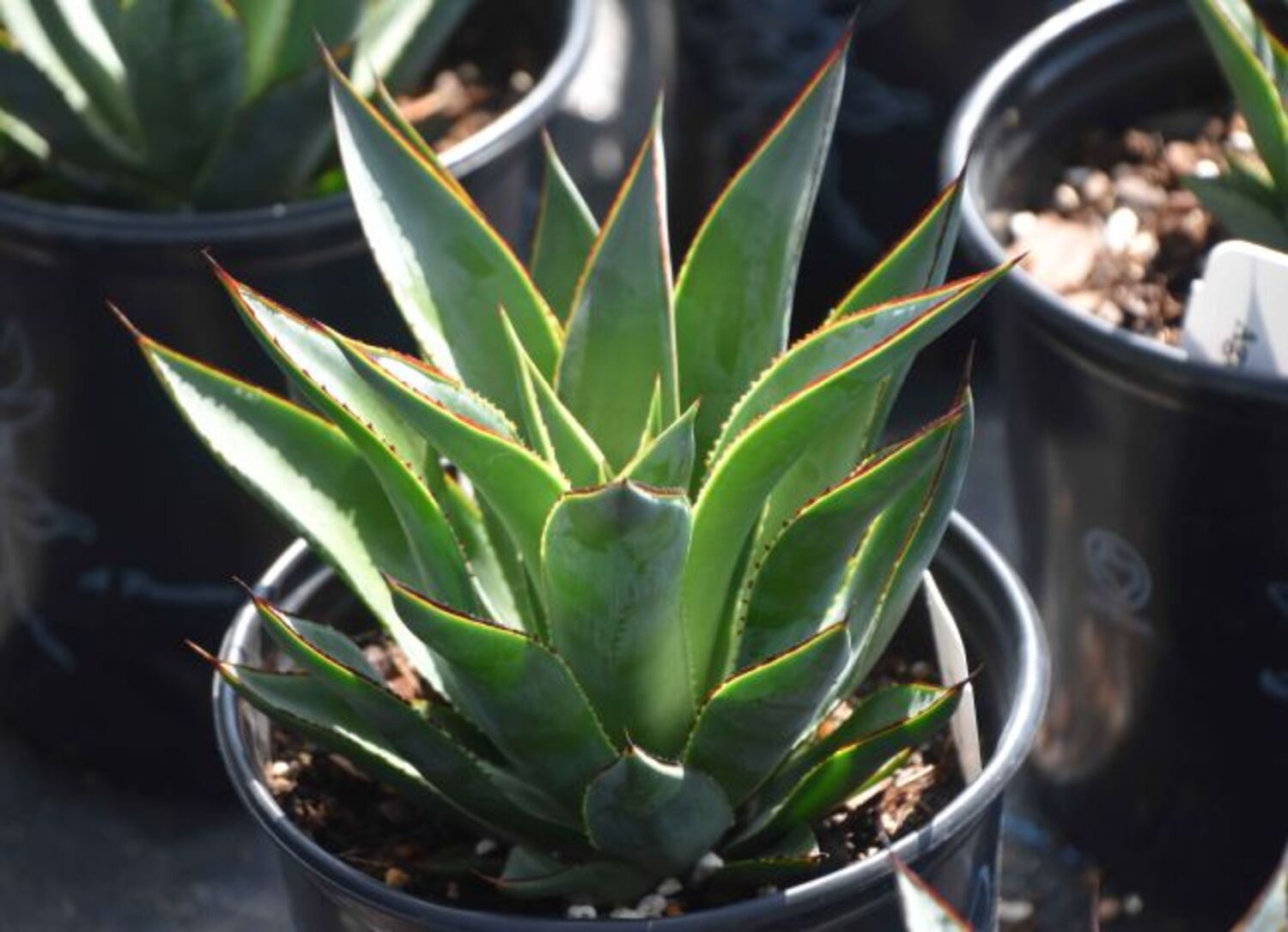Agave 'Blue Glow' (9a) from our grower