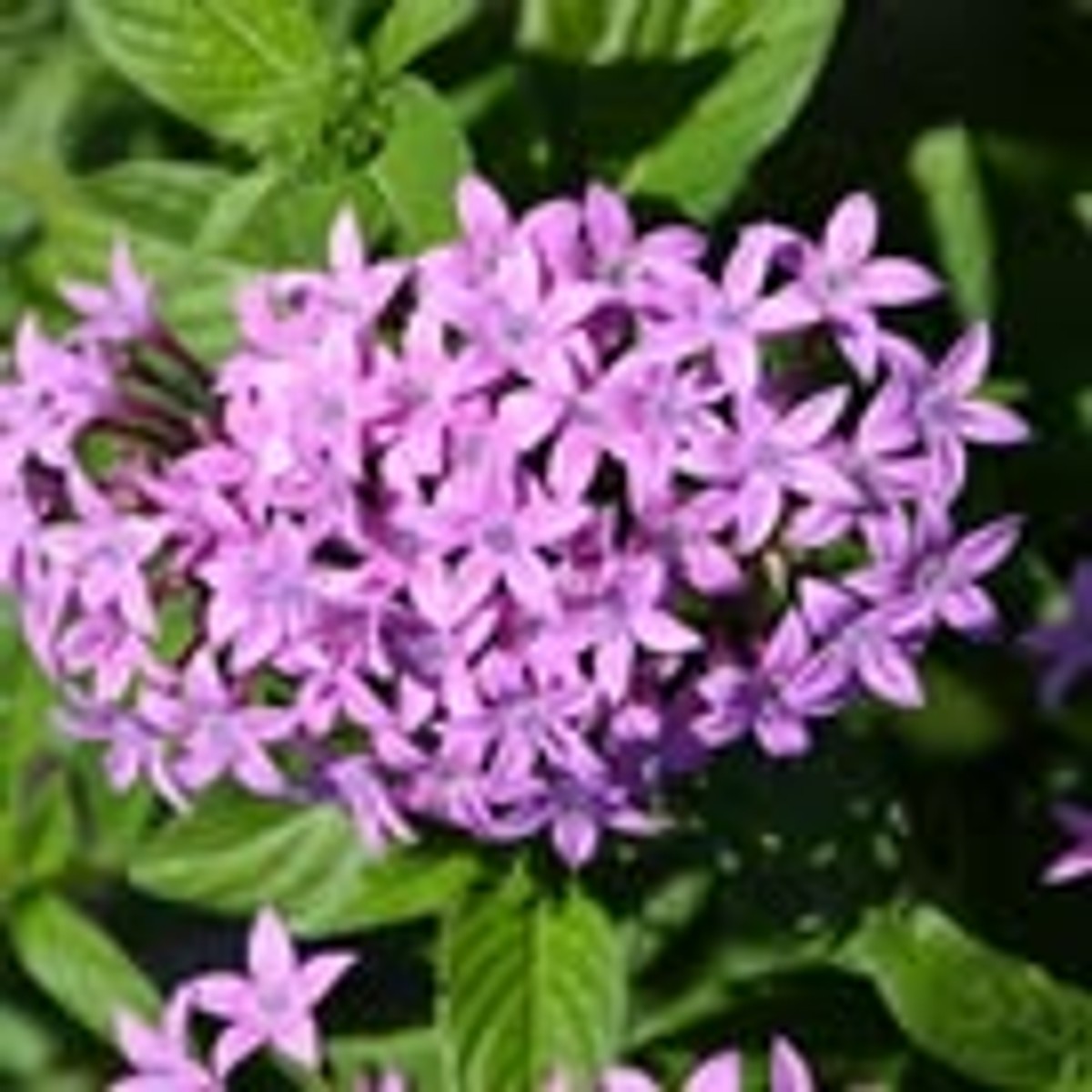 Pentas 'Streetart Blue' from our grower