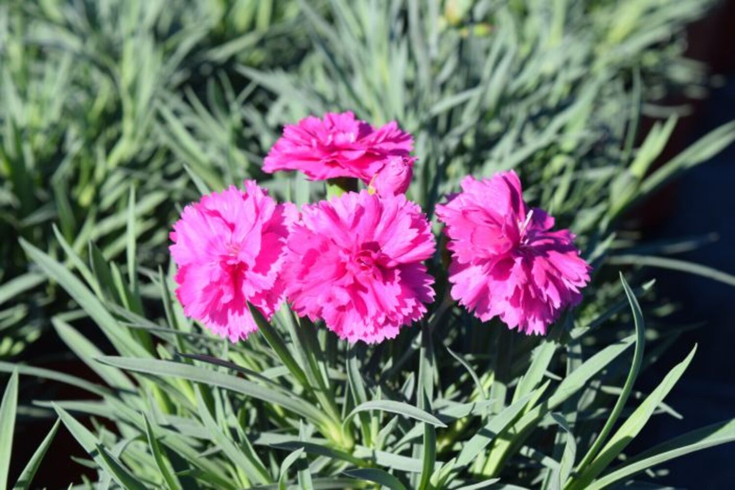 Dianthus 'Scent First Tickled Pink' from our grower