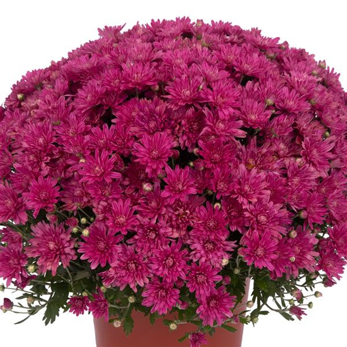 Mum Valerie Fuchsia from our grower