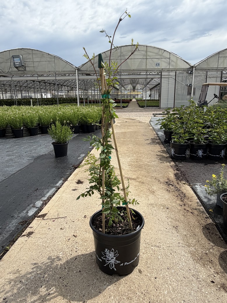 Campsis radicans from our grower