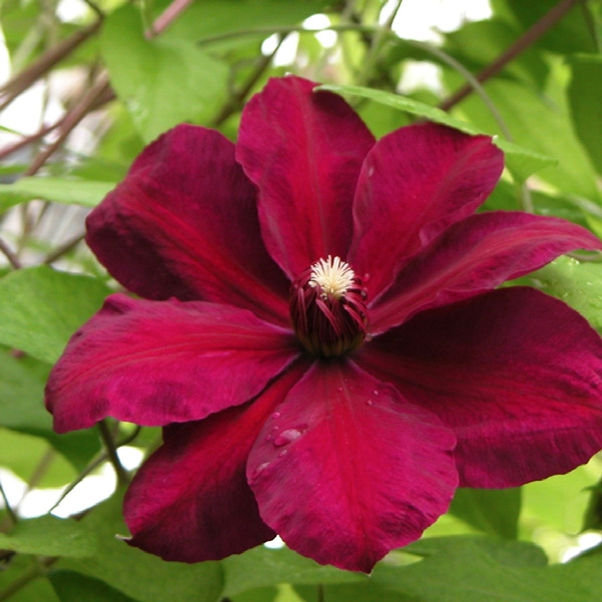 Clematis 'Westerplatte' from our grower