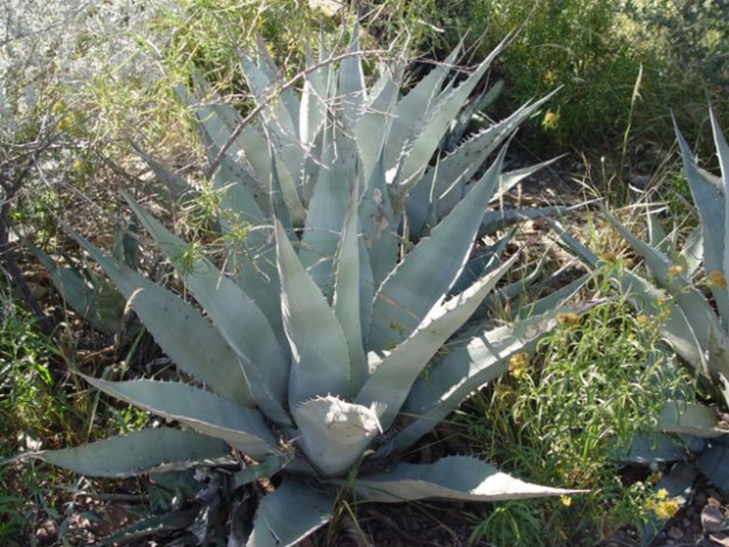 Agave havardiana (6a) from our grower