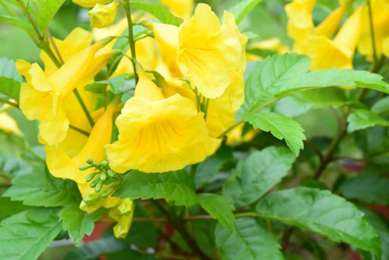 Esperanza 'Gold Star' from our grower