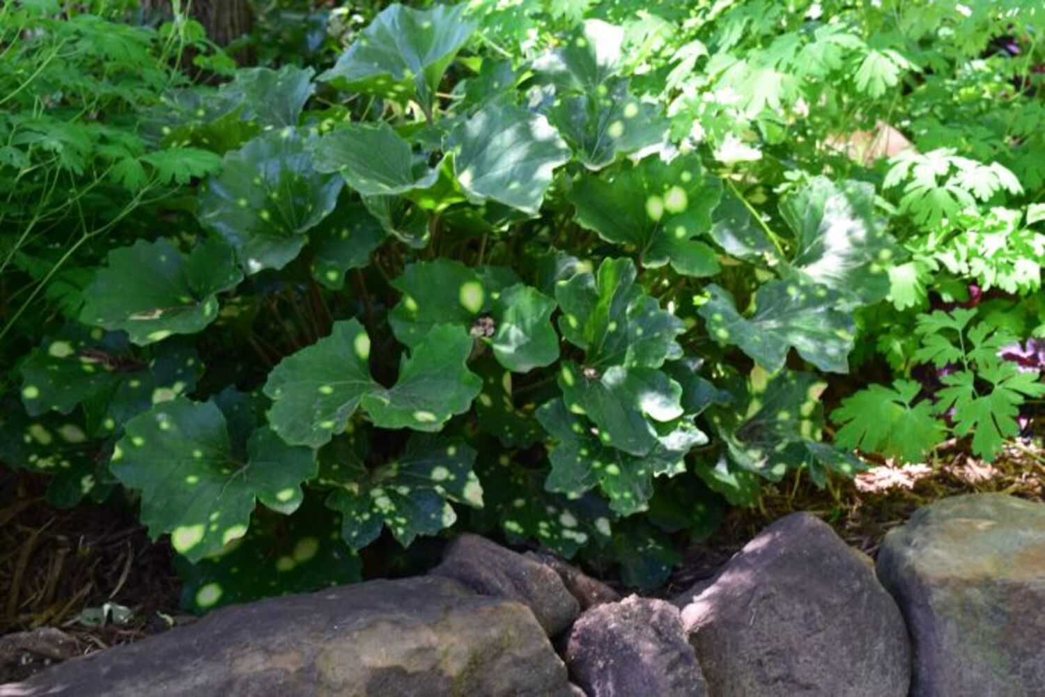Farfugium j. 'Aureomaculata' from our grower