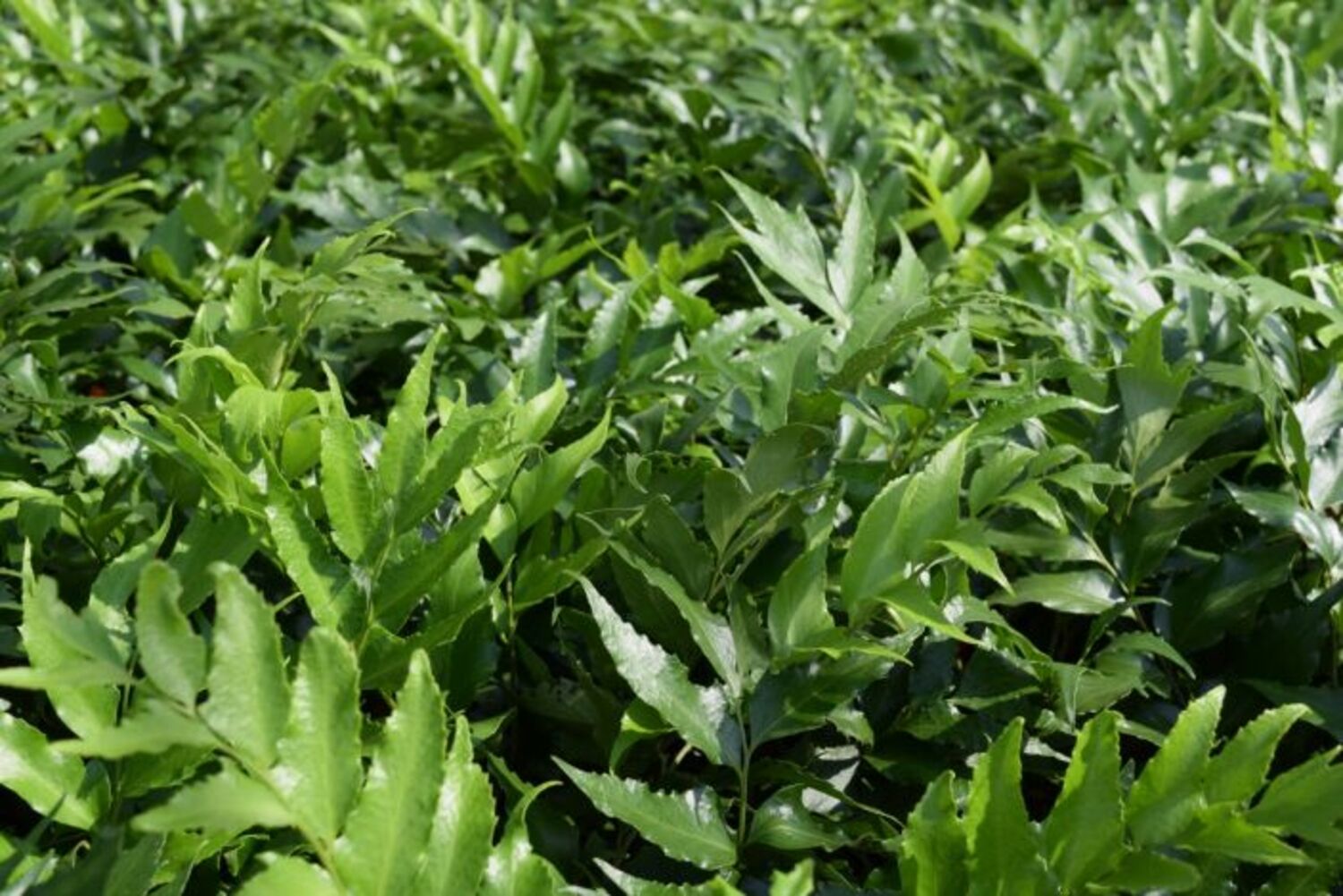 Fern 'Holly' from our grower