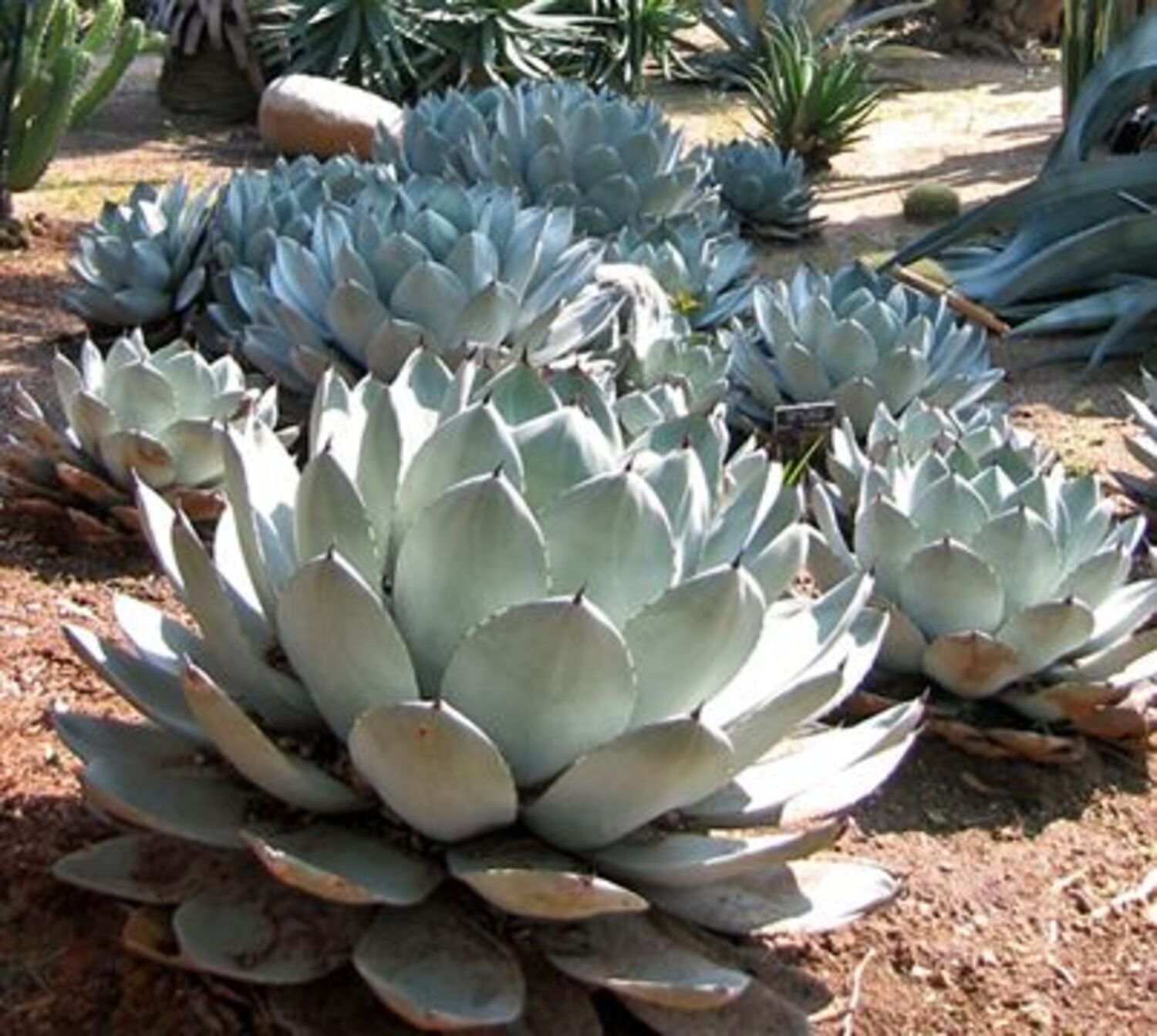Agave parryi (7b) from our grower